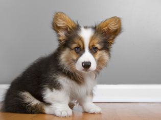 蓬松pembroke corgi肖像