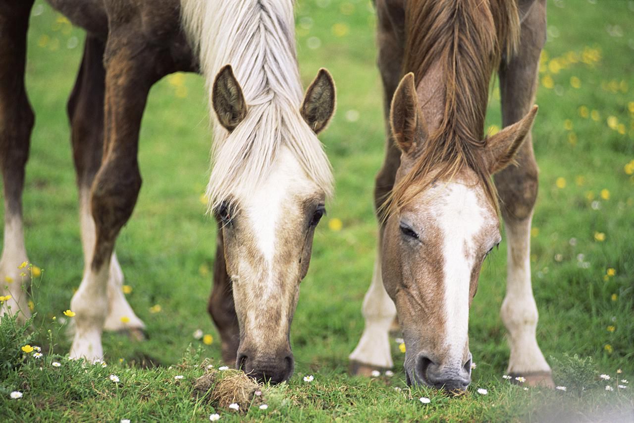 Horses grazing