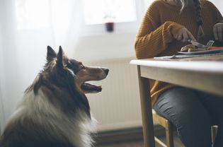 Collie looking at human food