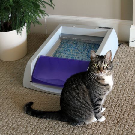 PetSafe ScoopFree超自洁猫砂盆
