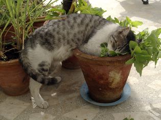 家猫吃猫薄荷