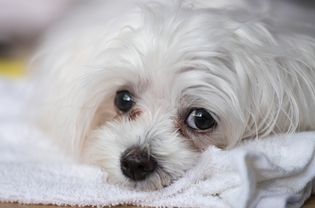 狗有泪痕
