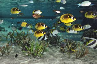 蝴蝶鱼在水族馆的珊瑚上游来游去