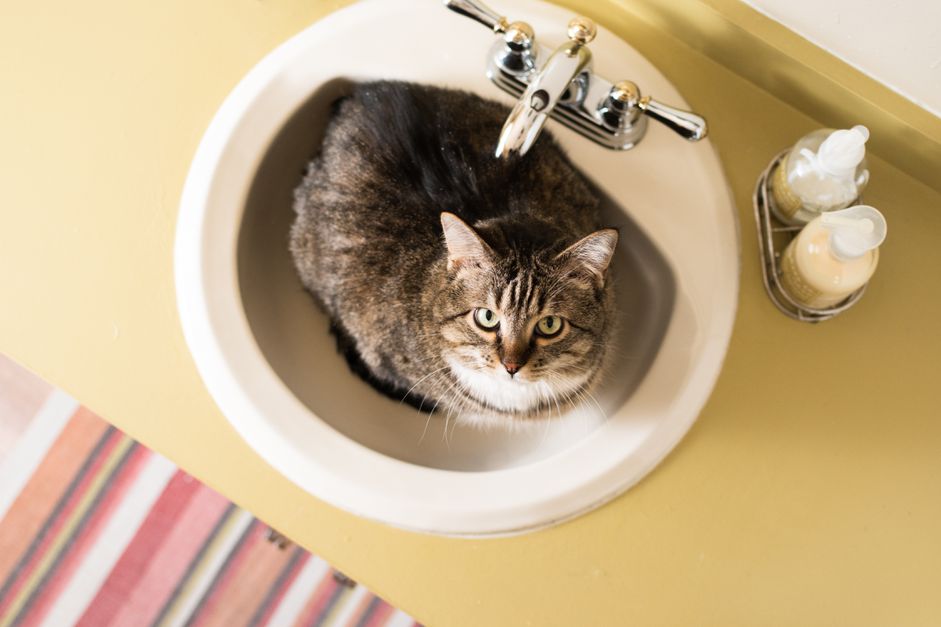 棕色和白色的猫坐在水槽里，抬头看