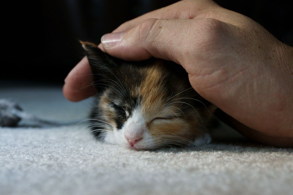 用手抚摸一只小花猫。