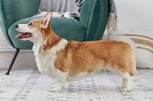 Pembroke Welsh Corgi standing indoors in profile