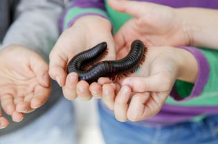 孩子们手里捧着巨型千足虫