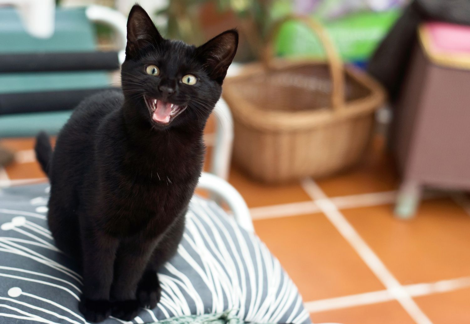 Black cat hissing