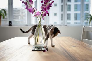 猫在一起和兰花一起玩。