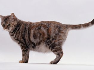 怀孕的猫站着的照片