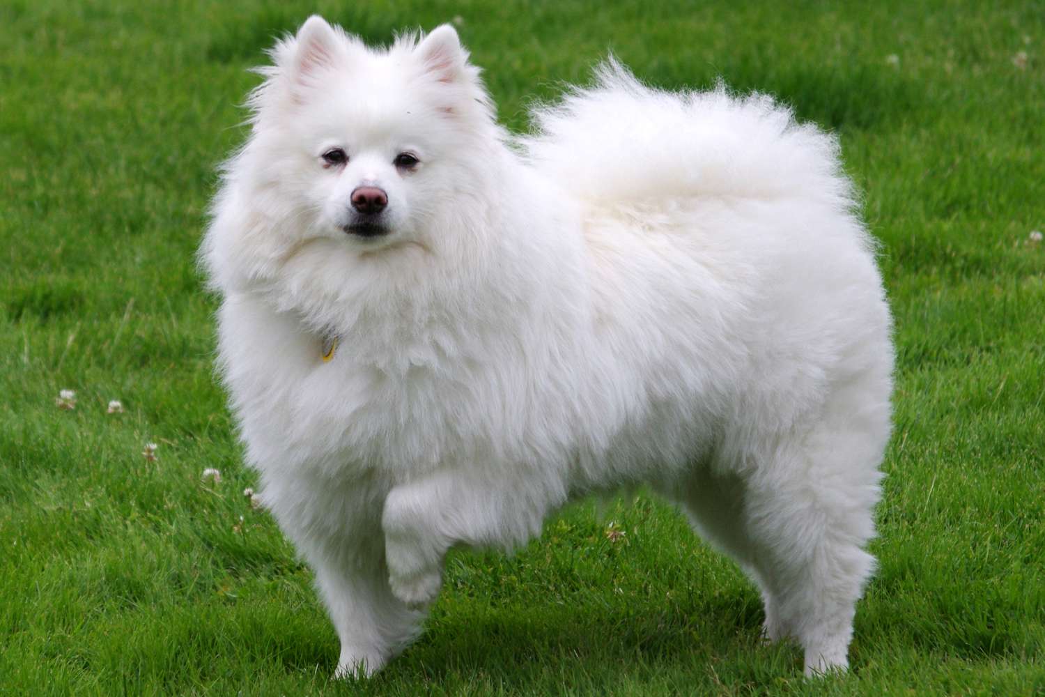 一只美国爱斯基摩犬的侧面画像