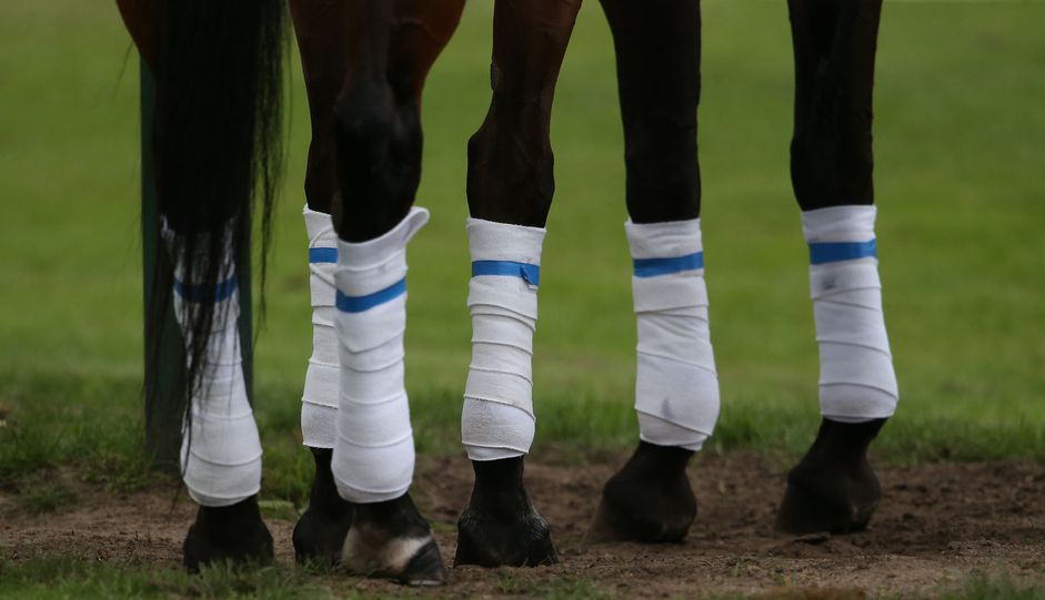 Polo Gold Cup - horse's legs.