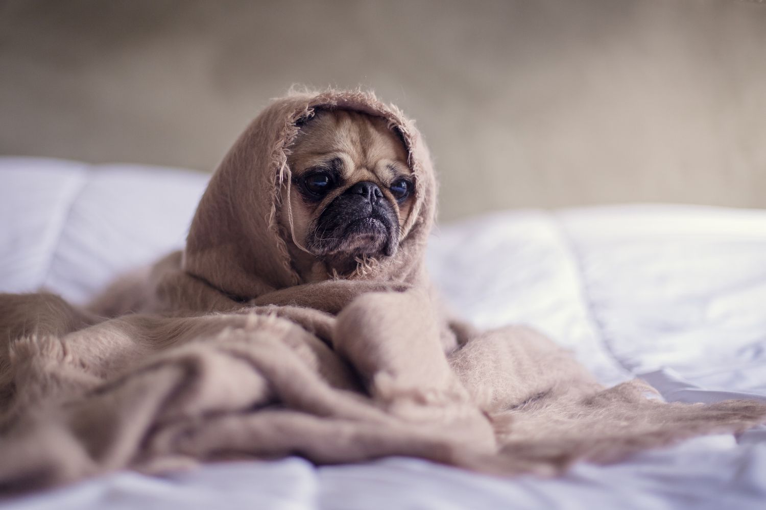Dog wrapped in frayed blanket
