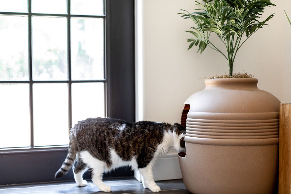 猫走进它的猫砂盒
