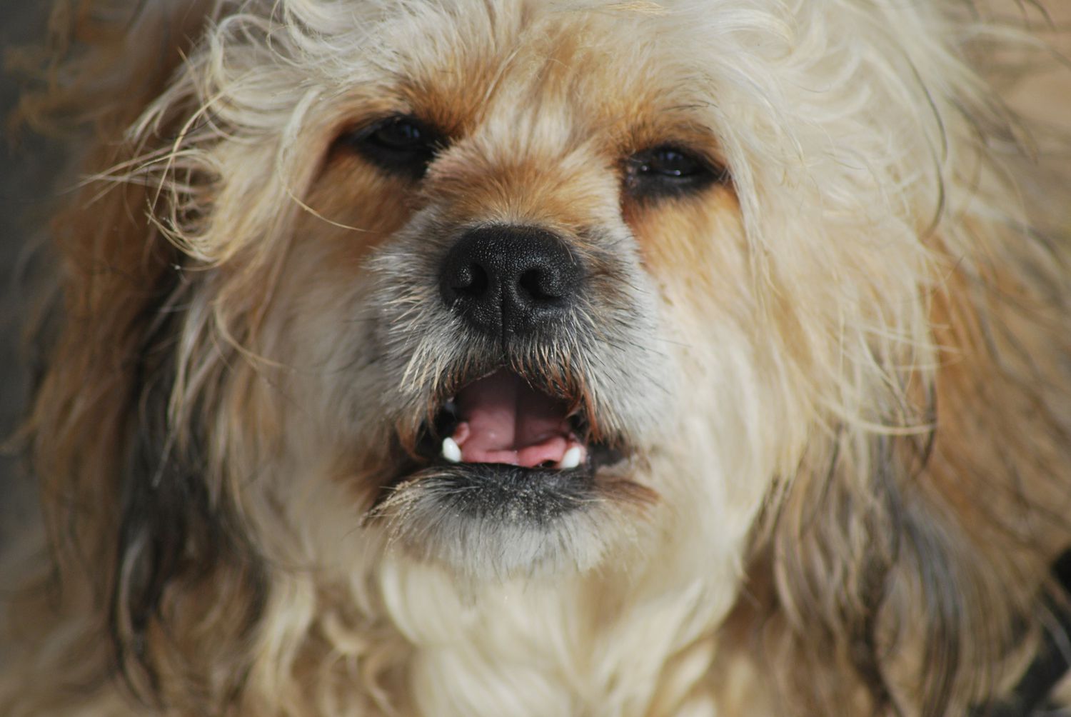 Close up of sleepy dog