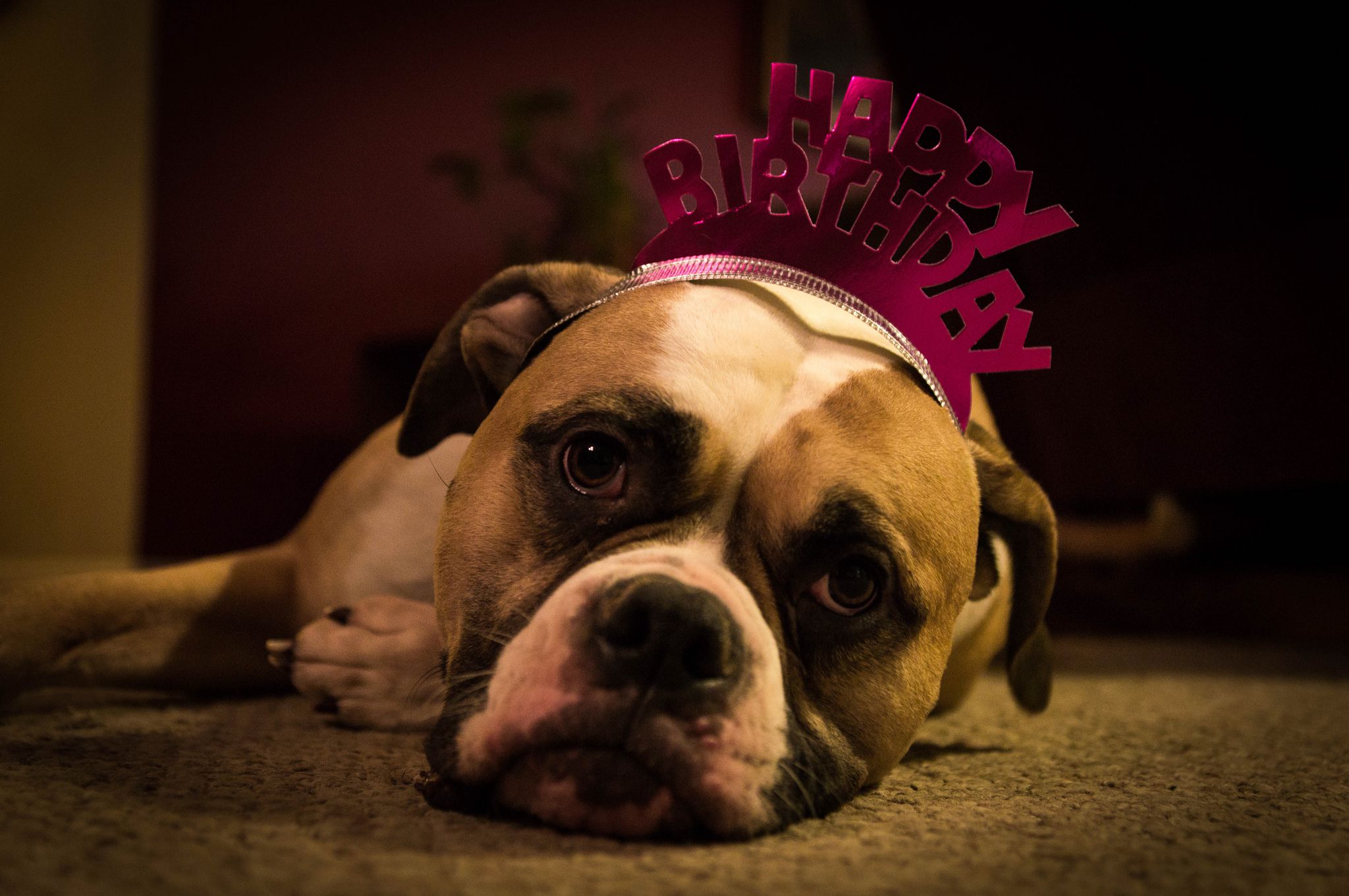 生日斗牛犬