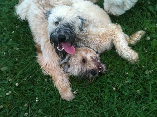 otterhound dogs