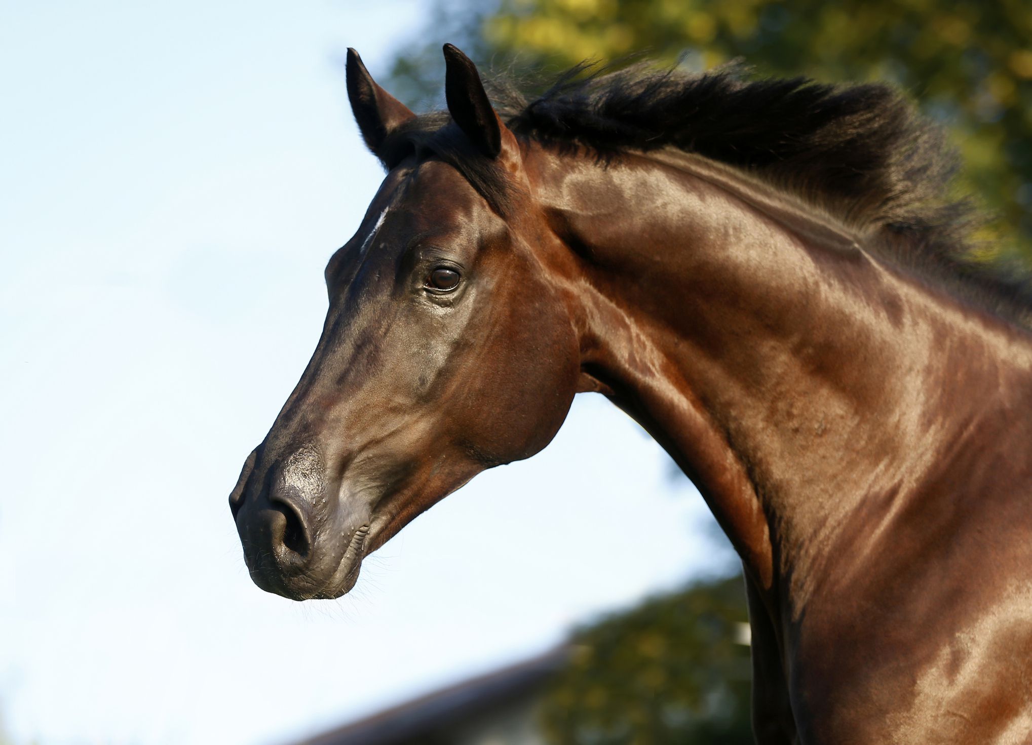 Bay Westphalian cantering.