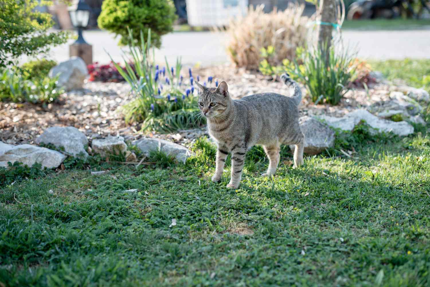 小猫在院子里探索