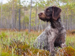 德国猎犬坐在森林里