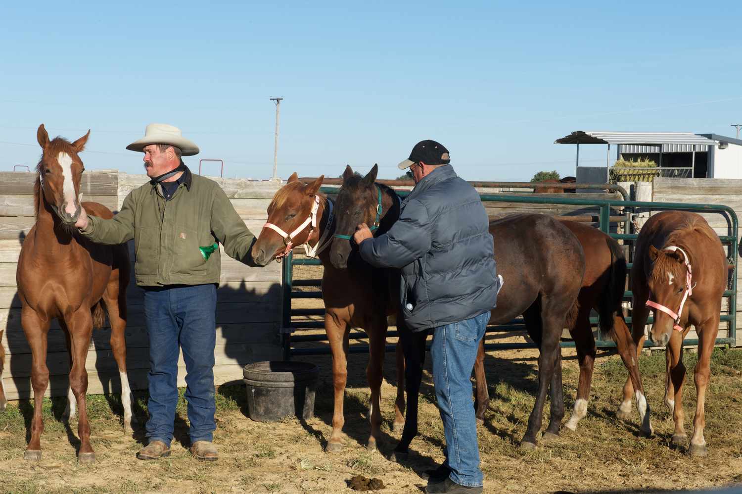 Horse auction, Dixon, IL