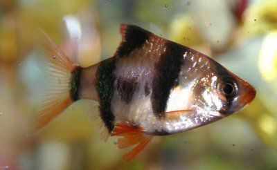 Tiger Barb