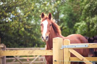 Chestnut Horse with Blaze