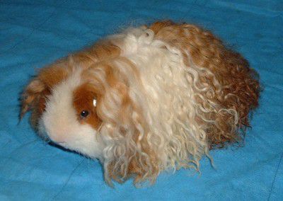 Texel Guinea Pig