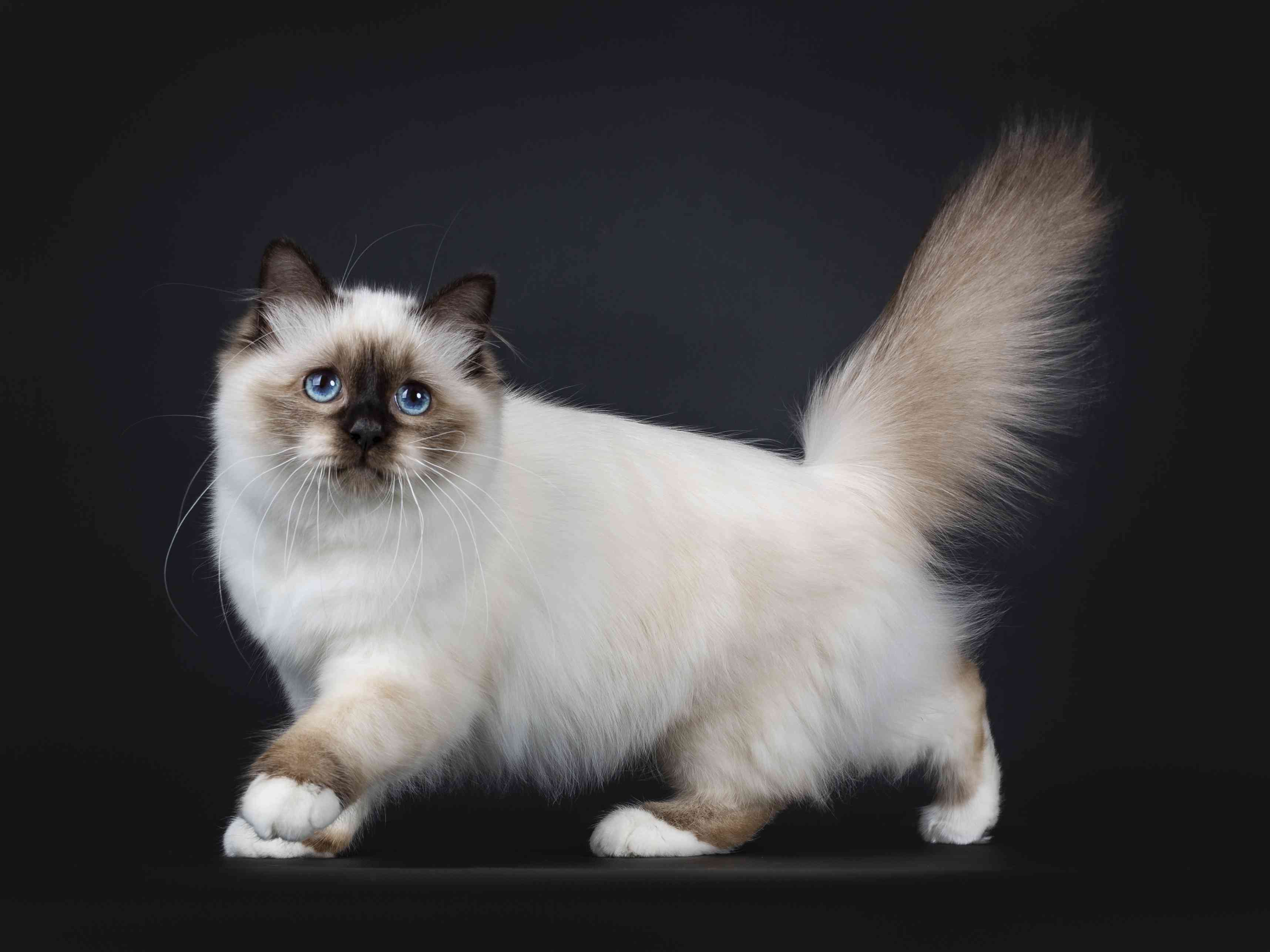 伯曼猫小猫