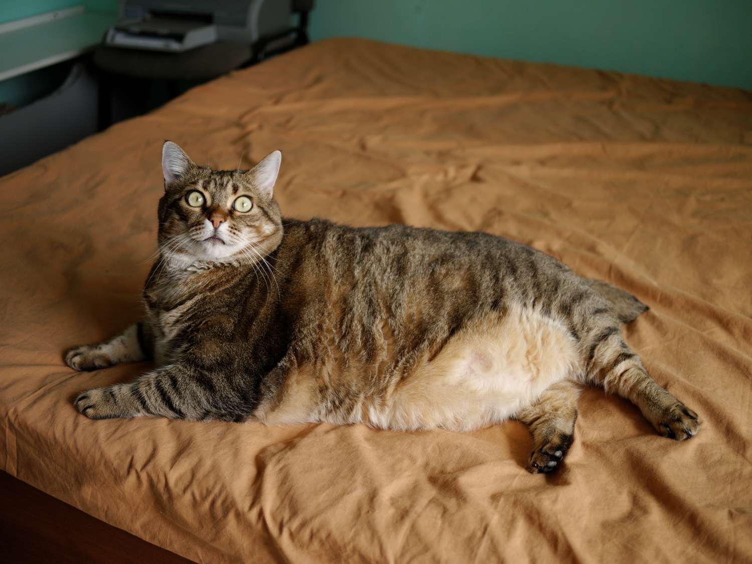 肥胖的虎斑猫躺在床上。