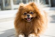 小波美拉尼亚犬