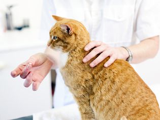 Vet giving cat a pill