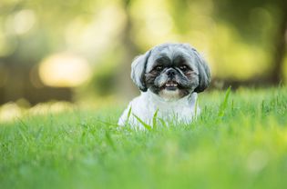 微笑的西施犬躺在户外