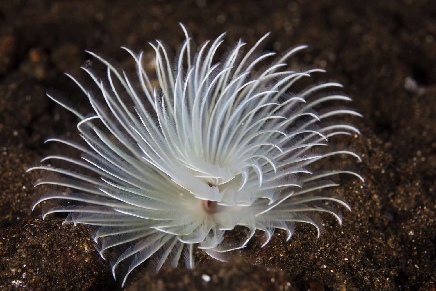 Detail of a feather duster worm growing on a coral reef.