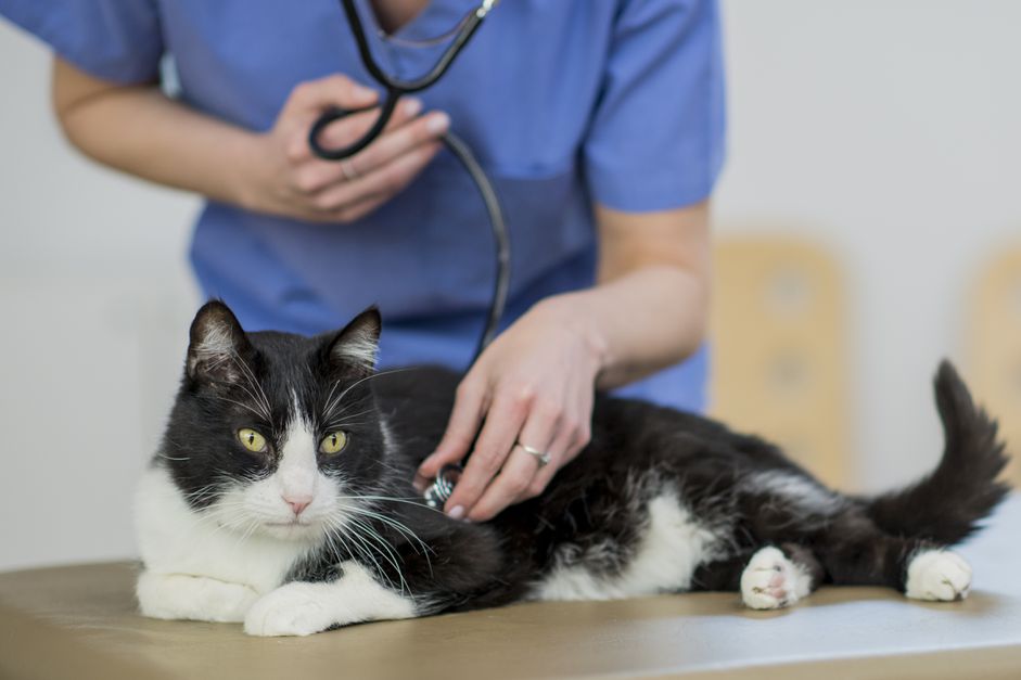 猫动脉血栓栓塞或鞍状血栓