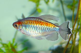 康戈利乐社区水族鱼