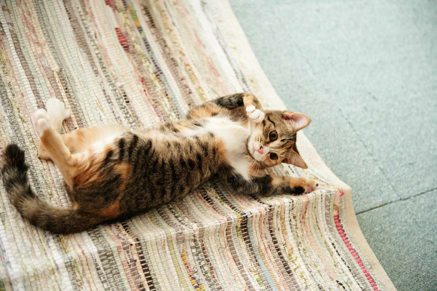 印花猫在地毯上打滚