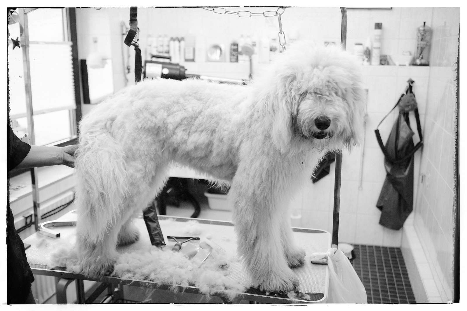 goldendoodle dogs