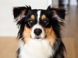 黑色、棕色和白色的长毛澳大利亚牧羊犬坐近