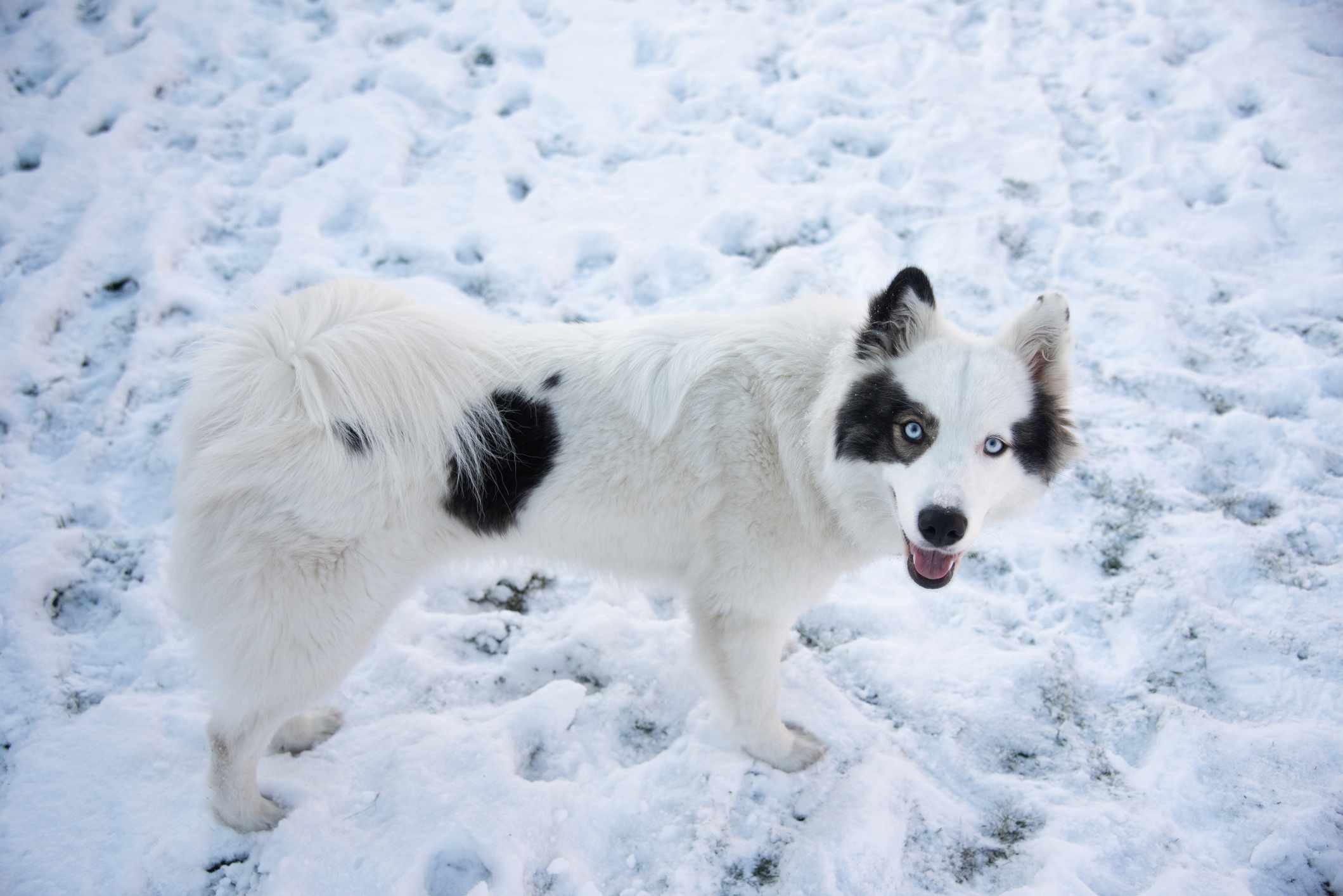 雅库特拉基亚犬