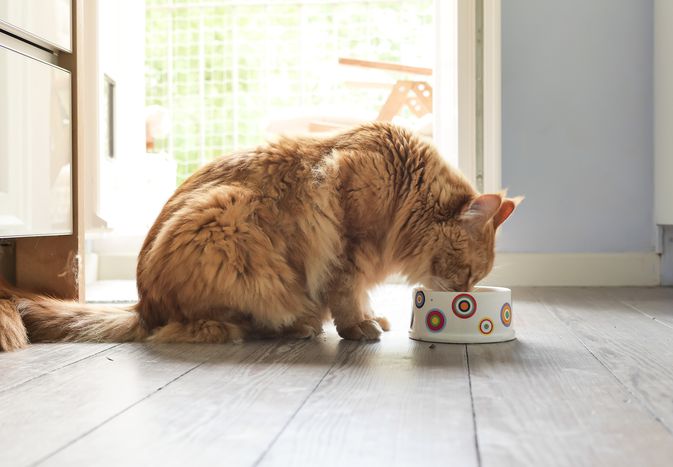 猫在地板上吃东西