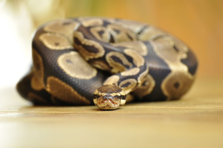 A ball python