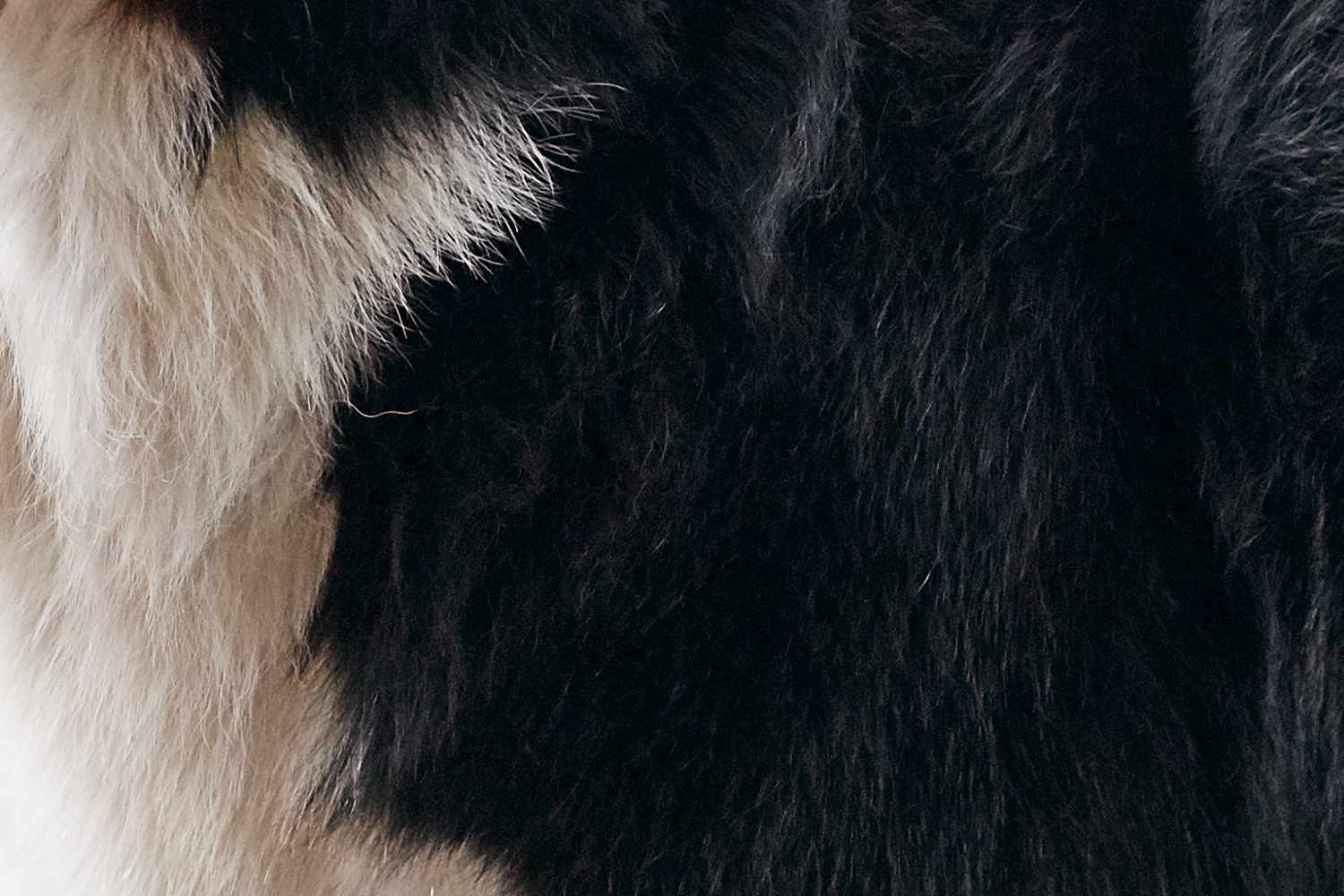 伯尔尼山犬的皮毛特写