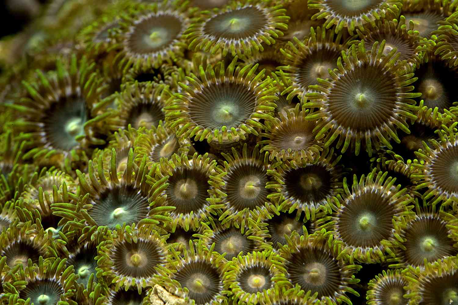 Zoanthid珊瑚