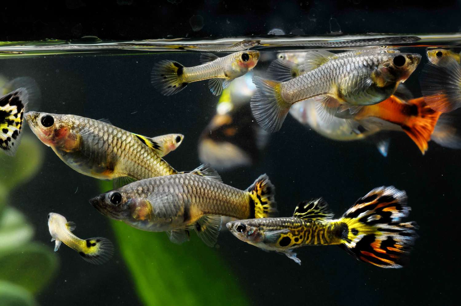 Three guppy females and two males, with some young