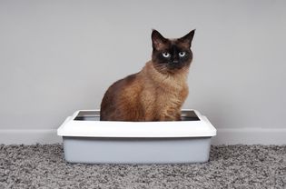 猫坐在猫砂盒里