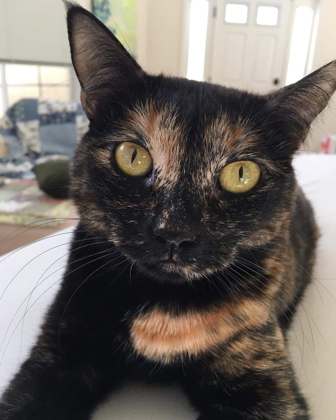 黑色玳瑁猫盯着摄像机。
