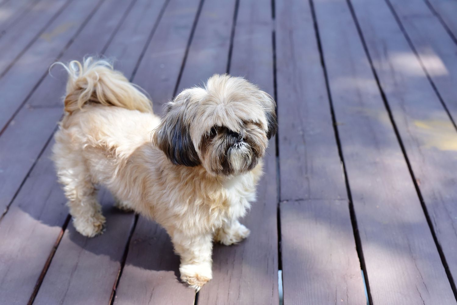 一只西施犬站在木甲板上。
