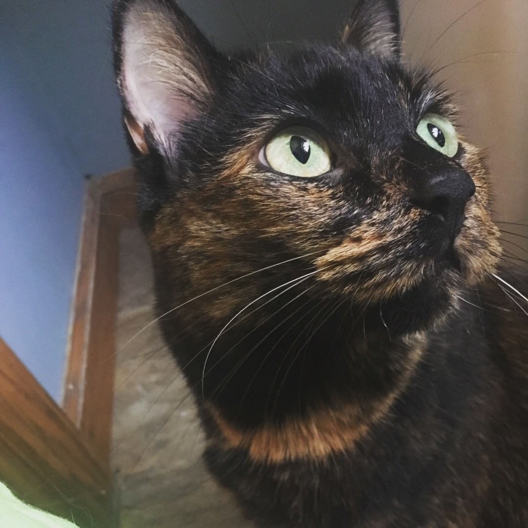 玳瑁猫向上看的特写。