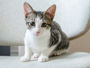灰色和白色四个月大的小猫站在浅灰色的办公椅特写